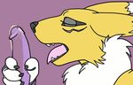 animated anthro canine digimon duo edit fox licking male mammal ouisch penis plain_background precum renamon tongue 