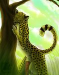  balls barbs big_balls cheetah feline grass half-erect hyper jasiri liquid looking_at_viewer male mammal penis pose raised_tail scenery solo spots sunset tail toradoshi tree wood 