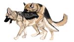  canine dog female feral feral_on_feral gdane german_shepherd male mammal sex straight tail 