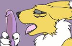  anthro canine digimon duo edit female fox licking mammal ouisch penis plain_background renamon tongue 