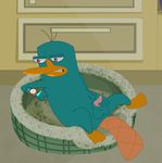  male masturbation penis perry_the_platypus phineas_and_ferb platypus solo 
