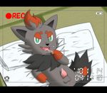  pokemon tagme zorua 