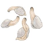  geoduck mollusk tagme 