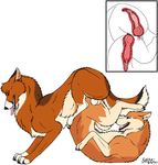  96 anal anal_penetration anatomically_correct animal_genitalia ass_to_ass balls balls_deep barkwoof canine canine_penis claws cum cum_inside dog double_knotting fangs feral feral_on_feral gay helios_husky internal knot knotting male mammal mutual_penetration orgasm penetration penis plain_background sex tongue white_background 