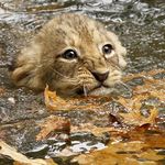  cub feline feral leaf lion mammal photo real solo swimming unknown_artist water young 