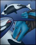 &lt;3 2023 artist_name bubble cetacean comic cunnilingus dolorcin dolphin dragon duo female female_penetrated female_pred feral feral_on_feral feral_penetrated feral_penetrating feral_penetrating_feral feral_pred flukes fully_inside genitals hi_res interspecies male male/female male_penetrating male_penetrating_female mammal marine oceanic_dolphin oral orca penetration pussy sex snout_fuck tongue tongue_out toothed_whale underwater vaginal vore water
