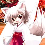  :3 alternate_costume animal_ears fangs hakama highres inubashiri_momiji japanese_clothes kimono miko no_hat no_headwear open_mouth red_eyes red_hakama short_hair smile solo tail touhou white_hair wolf_ears wolf_tail yume_shokunin 