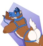 animal_mask anthro bear blue_clothing clothing collar deer floyote harness hi_res hybrid jockstrap leash male mammal mask open_mouth pup_mask scut_tail short_tail solo tail underwear