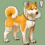  bandage canine cone corgi dog komondor male mammal sheath shiba_inu solo 