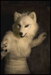  canine costume female fur fursuit hands mammal photo qarrezel real solo white_fur wolf 