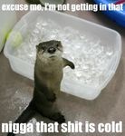  cute english_text feral humor ice mammal mustelid otter real text 