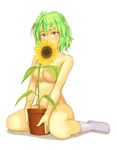  between_legs blush breasts censored convenient_censoring covering_face flower flower_pot green_hair kazami_yuuka large_breasts nude plant potted_plant red_eyes short_hair simple_background sitting socks solo sunflower touhou underboob wariza white_background white_legwear yuuji_(and) 