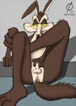  anus balls emptyset looney_tunes male nude penis solo warner_brothers wile_e._coyote 