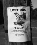  canine dog feral greyscale laika laika_(character) lost lost_dog mammal monochrome photo photoshop portrait poster real solo 