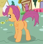  anus butt city cub equine female feral friendship_is_magic looking_at_viewer looking_back mammal my_little_pony pegasus pussy scootaloo_(mlp) solo wings young zed001 