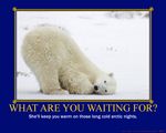  alaska bear draltaica female motivational_poster polar 