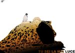  feline hitori hug human kaku leopard lucci mammal one_piece plain_background stevia 