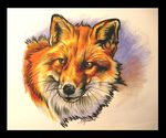  canine eattoast feral fluffy fox frame mammal original portrait signature solo 
