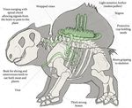  ambiguous_gender anatomy bone bulbasaur pok&eacute;mon skeleton tagme unknown_artist x-ray 