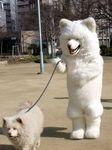  canine collar dog feral furries_with_pets fursuit leash mammal park pet real recursion samoyed 
