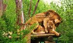  feline female hot lion lioness owambo sch&ouml;nbrunn sex zoological_gardens 