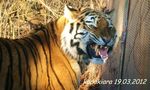  cum feline kyra mouth sch&ouml;nbrunn tiger zoological_gardens 
