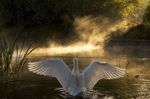  bird feral goose grass mist pond real scenery stairs swan water wings 