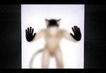  cat contained feline glass_wall mammal nude pqs 