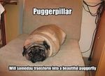  canine carpet cute humor pug real 