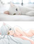  animal_ears bed cat cat_ears cat_eyes flat_chest heterochromia laying lying nipple nipples nude reference_photo short_hair slit_pupils smile white_hair 