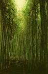  bamboo_forest copyright_request forest garden koromoya_kai light nature no_humans road scenery 