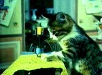  animated cat compression_artifacts feline feral fluffy fur inside mammal real sewing sewing_machine sitting solo thread 