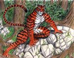  feline male mammal muscles solo sudonym tiger 