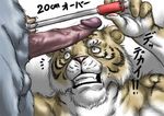  balls bomb_(artist) duo erection feline green_eyes japanese_text male mammal nude penis plain_background tape_measure text tiger white_background 