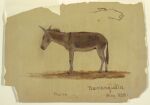 1858 19th_century absurd_res ambiguous_gender ancient_art asinus brown_body brown_fur colombia dated donkey equid equine feral frederic_edwin_church fur hi_res hooves mammal mane open_mouth quadruped side_view simple_background sketch snout solo standing tail tan_background traditional_media_(artwork)
