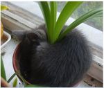  cat cute dirt feline feral fetal_position fluffy fur grey_fur inside mammal nintendo oddish plant pointy_ears pok&#233;mon potted_plant real sleeping solo video_games window 
