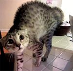  animated cat feline frightened looking_at_viewer looking_behind_viewer 