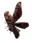  capcom giant insect moth no_humans resident_evil wing wings 