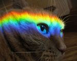  cat feline feral mammal nyan_cat prism rainbow real 
