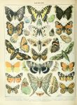 absurd_res adolphe_millot ambiguous_gender ancient_art antennae_(anatomy) arthropod biological_illustration butterfly feral green_wings hi_res insect insect_wings lepidopteran lepidopteran_wings moth orange_wings public_domain technical_illustration text wings yellow_wings zoological_illustration