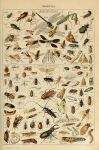 absurd_res adolphe_millot ambiguous_gender ancient_art antennae_(anatomy) arthropod beetle biological_illustration blattodea brown_body butterfly cockroach cricket cucujoid dipteran dragonfly feral flea grasshopper green_body hi_res hymenopteran insect insect_wings ladybug lepidopteran lepidopteran_wings mantis mosquito moth orthopterid pincers public_domain silkworm technical_illustration termite text wasp wings zoological_illustration