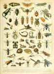absurd_res adolphe_millot ambiguous_gender ancient_art antennae_(anatomy) arthropod beetle biological_illustration cucujoid feral hi_res insect insect_wings ladybug public_domain technical_illustration text wings zoological_illustration