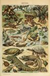 absurd_res adolphe_millot alligatorid ambiguous_gender amphibian ancient_art biological_illustration boa_(snake) caiman cobra crocodile crocodilian crocodylid feral forked_tongue frog gharial hi_res iguanid lizard mammal olm partially_submerged pit_viper plant public_domain quadruped rattle_(anatomy) rattlesnake reptile salamander scales scalie shell skink snake snake_hood tail technical_illustration text tongue tongue_out tortoise turtle turtle_shell viper water zoological_illustration