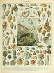 absurd_res adolphe_millot algae ambiguous_gender ancient_art biological_illustration cephalopod coleoid cuttlefish decapodiform feral gastropod hi_res marine mollusk nautilus octopodiform octopus public_domain seashell shell slug snail technical_illustration tentacles text zoological_illustration