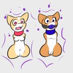 amputee anthro ball_gag bdsm bondage bound canid canine canis disability domestic_dog duo female forced gag herding_dog hi_res living_onahole male mammal pastoral_dog penetrable_sex_toy quadruple_amputee sex_toy sleepyly surprise transformation welsh_corgi