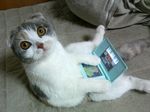  cute feline japanese japanese_text looking_at_viewer mammal nintendo nintendo_ds real solo text unknown_artist video_games 