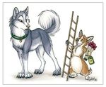  &hearts; avoid_posting canine collar conditional_dnp corgi cute dog female feral husky ladder love male mammal plain_background size_difference tani_da_real white_background 