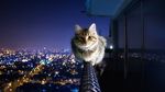  ambiguous_gender animal_ears balance brown_eyes building cat city collar crazy_ivory feline feral fur glass house light lights looking_at_viewer maine_coon mammal meme monorailcat night pink_nose real sky solo street tower window windows 