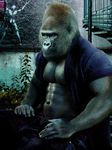  ape biceps clothing edit fur gorilla jeans male mammal monsterbait muscles nipples open_shirt pants pecs photo_manipulation photomorph primate shirt solo trousers 