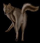  anus balls butt canine ebon_lupus feral male mammal presenting presenting_hindquarters solo wolf 